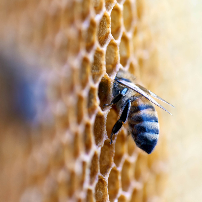 Biene auf Honigwarbe
